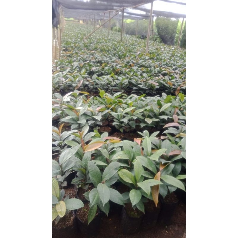 BIBIT POHON MANGGIS TINGGI 30 CM