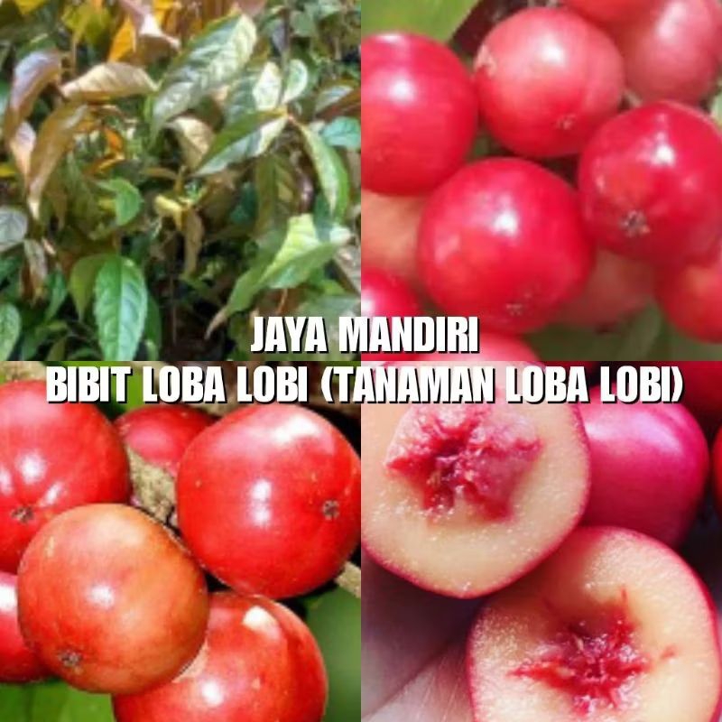 BIBIT LOBA-LOBI SUPER (TANAMAN BUAH LOBA-LOBI) CANGKOK