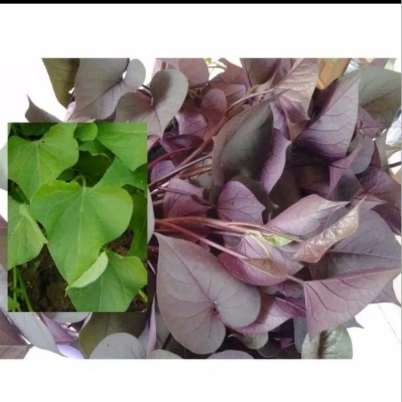 

100Gram Daun Ubi Jalar Ungu Segar Bersih