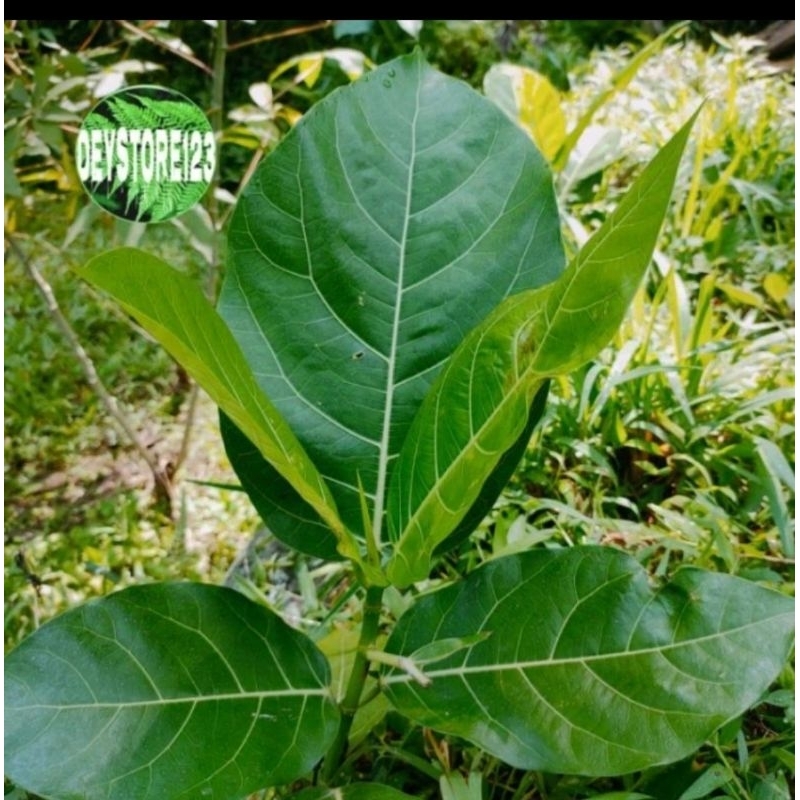 

Daun Awar-Awar Segar Herbal 1Kg