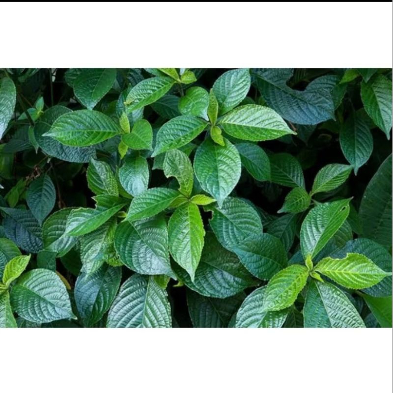 

DAUN KI BELING SEGAR / BIBIT KEJI BELING PECAH BELING / TANANAN HERBAL KECI BELING / STROBILANTHES CRISPUS