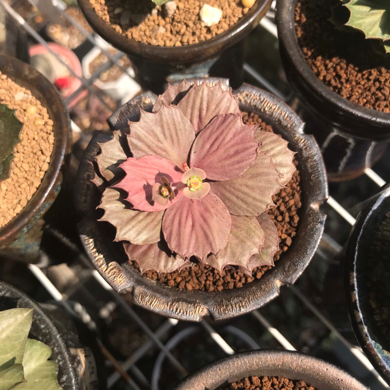 EUPHORBIA FRANCOISII MAPLE HYBRID MINI FORM BIG BONE