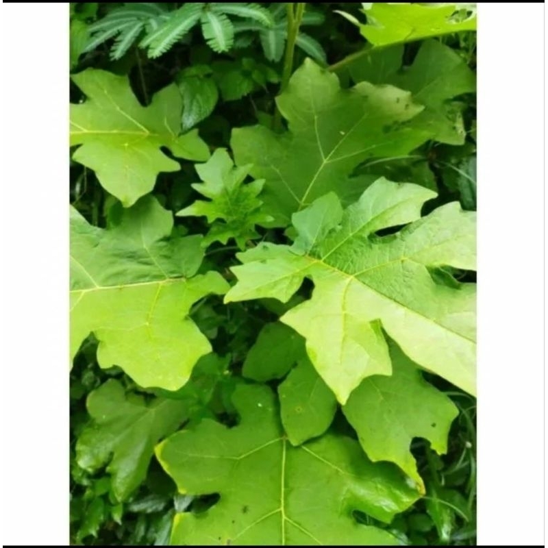 

Daun Cepokak/Daun Takokak Segar 100Gram