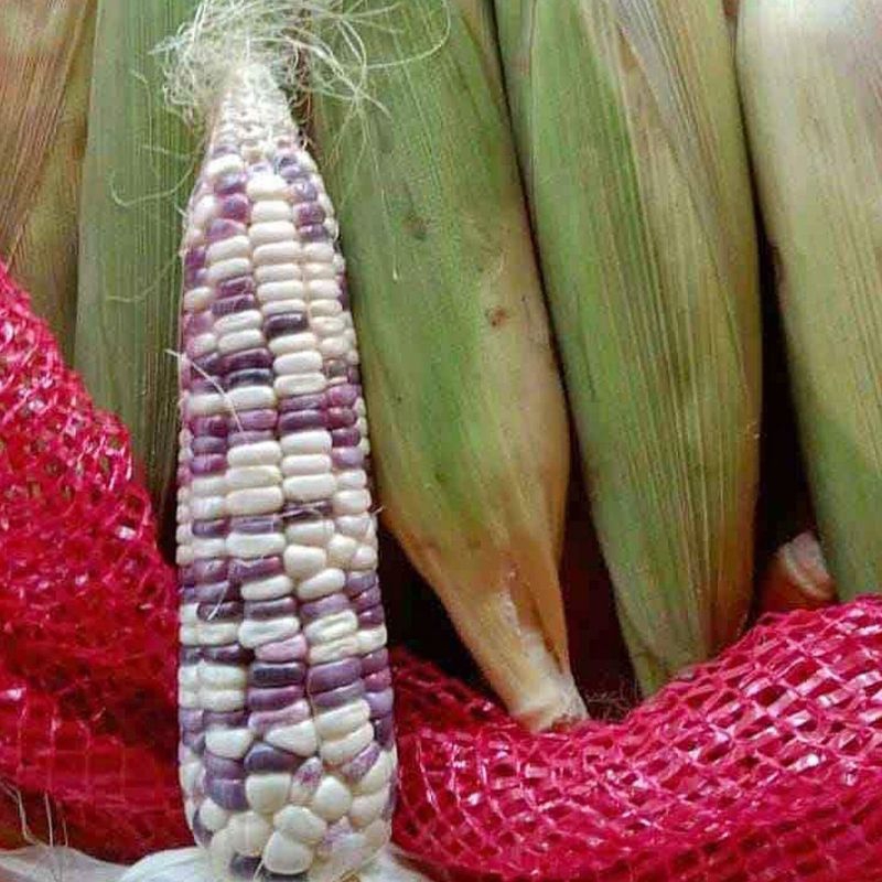 

PROMO JAGUNG BATIK KETAN 2 KILOGRAM