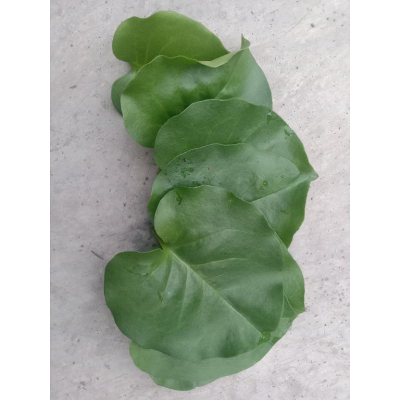 

DAUN BINAHONG 30 LEMBAR HERBAL UNTUK LUKA DALAM DAN LUKA LUAR UNTUK MAG ATAU ASAM LAMBUNG