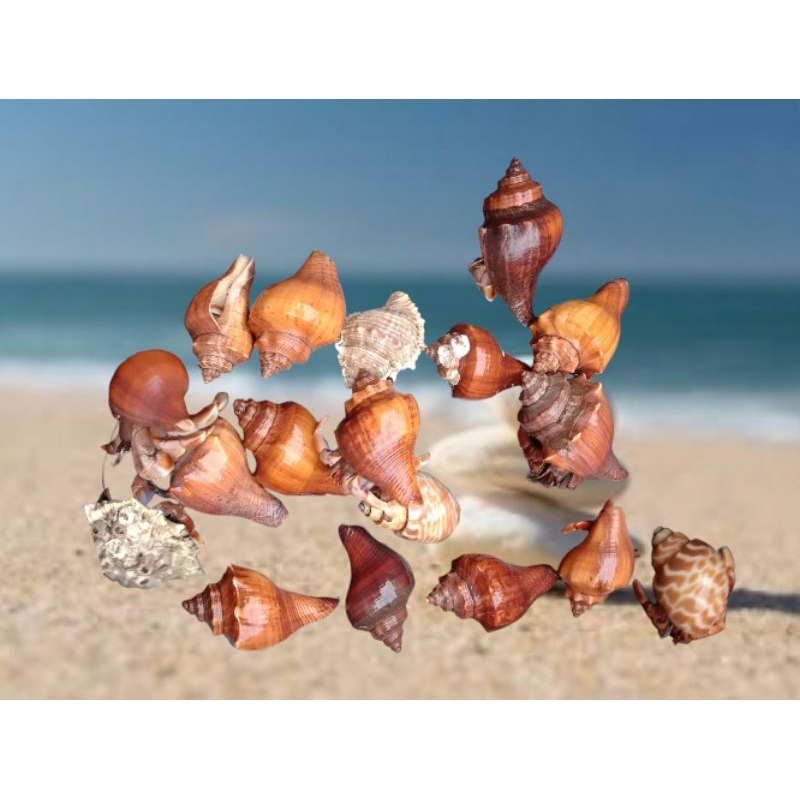 mainan edukasi kelomang edisi ukuran Xl satu ukuran berat 1000g.