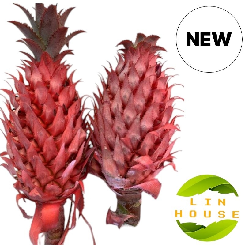 

Buah Nanas Merah Original Buah Muda Khusus Pelancar Haid