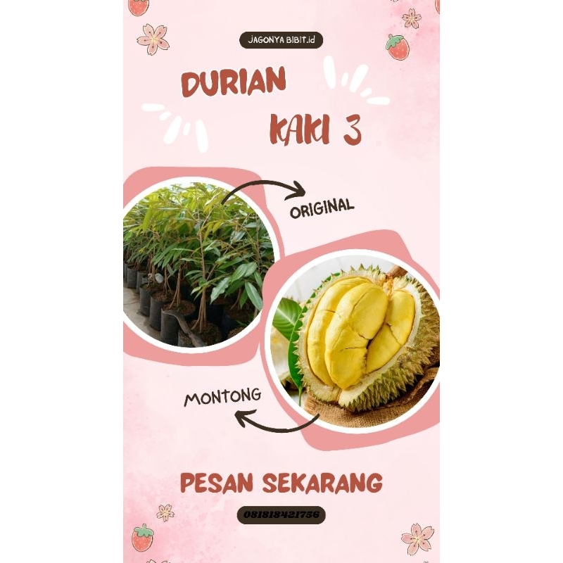 

DURIAN MONTONG KAKI 3