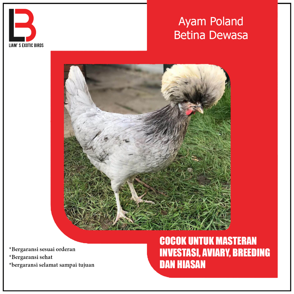 Ayam Poland Jambul Khatulistiwa Betina Dewasa Siap Breeding