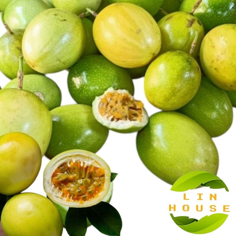 

Murah Buah Markisa Segar Matang Ungul VittC
