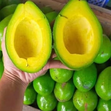 

alpukat mentega pulen 1 kg isi 4-6 biji