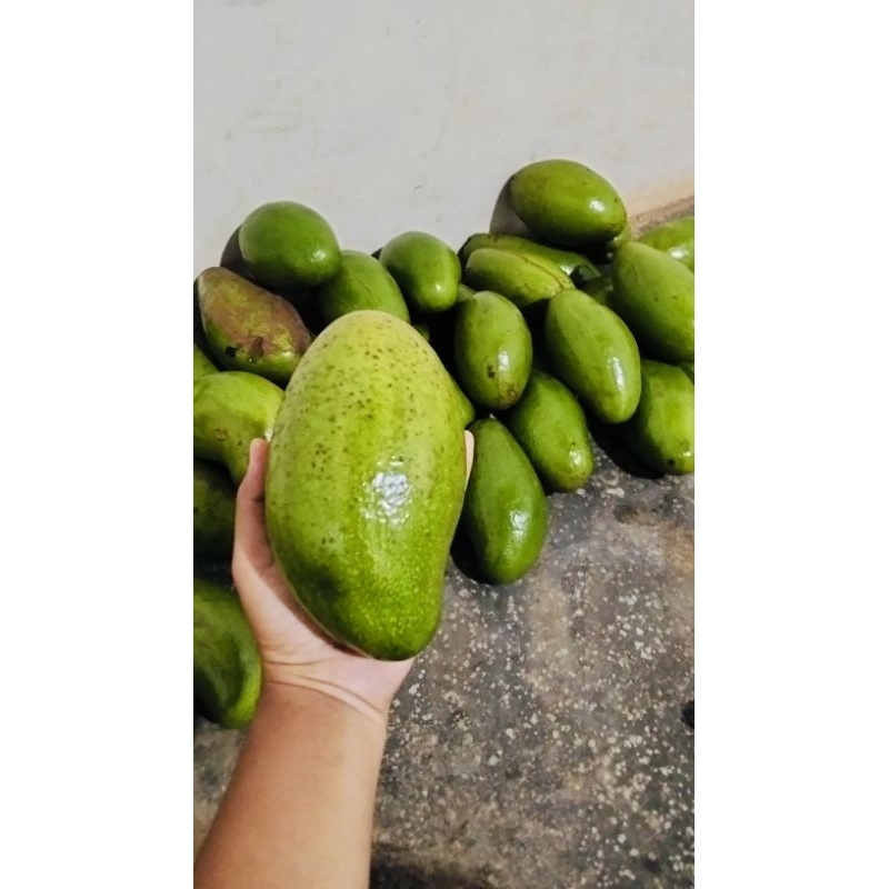 

BUAH ALPUKAT SIGER