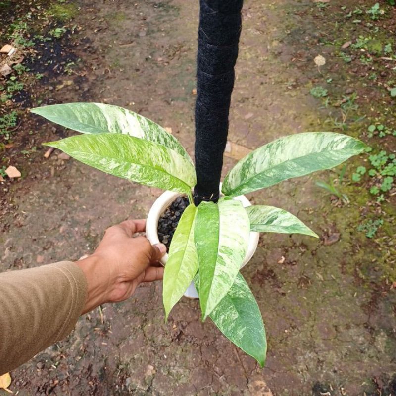 Rhaphidophora gorilan megasperma variegata