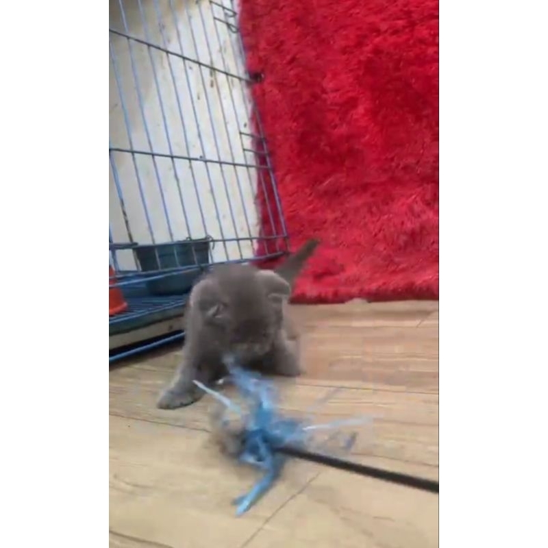 KUCING KITTEN BSH BLUE || BRITISH SHORTHAIR BLUE