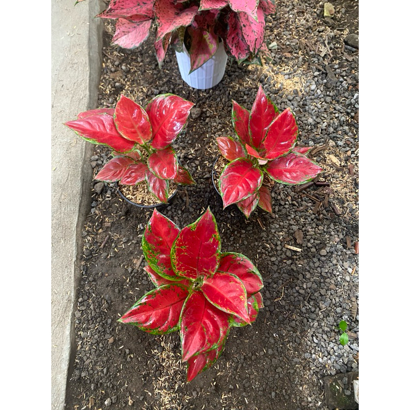 Aglaonema Black Maroon