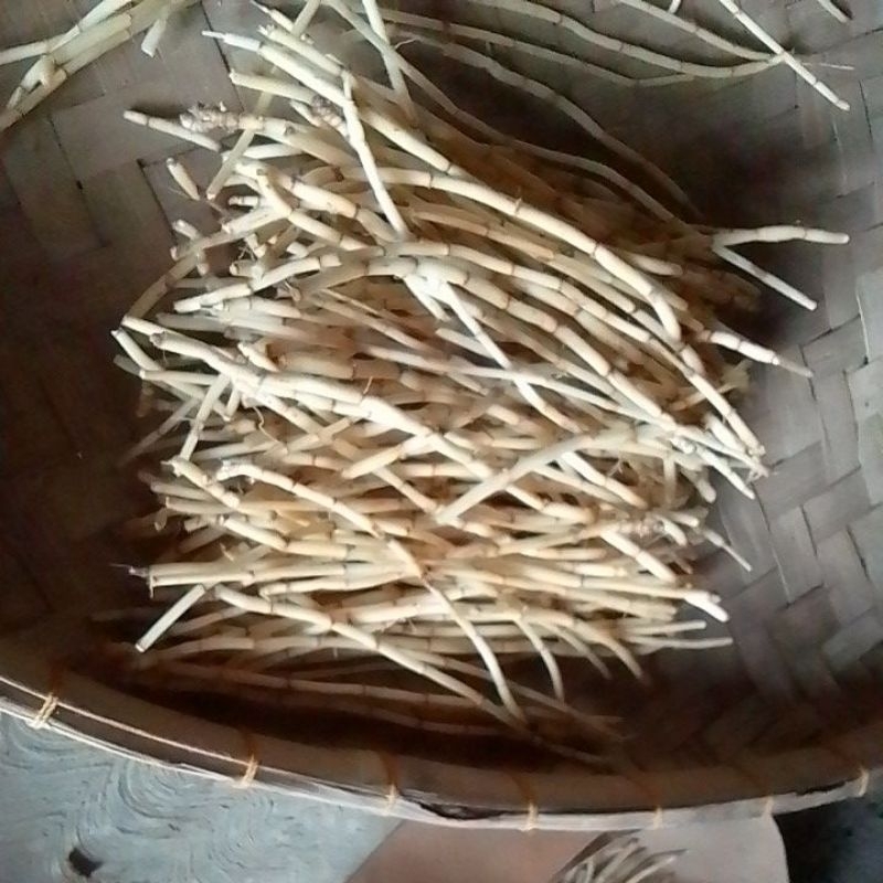 

akar alang-alang 1kg fresh langsung petik herbal alami asli ambil langsung dari hutan