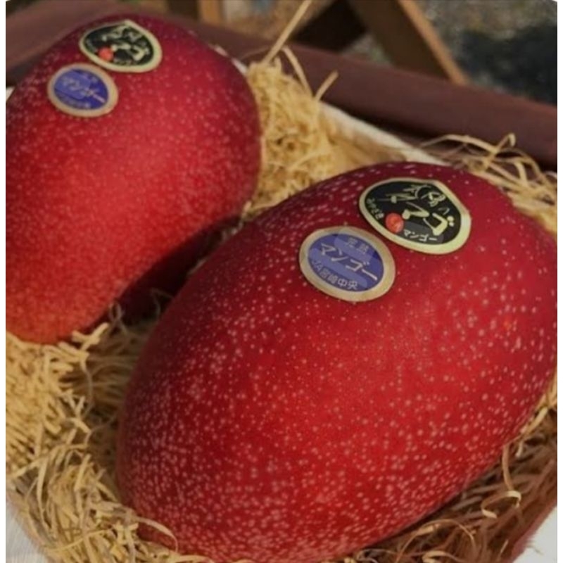 bibit mangga miyazaki