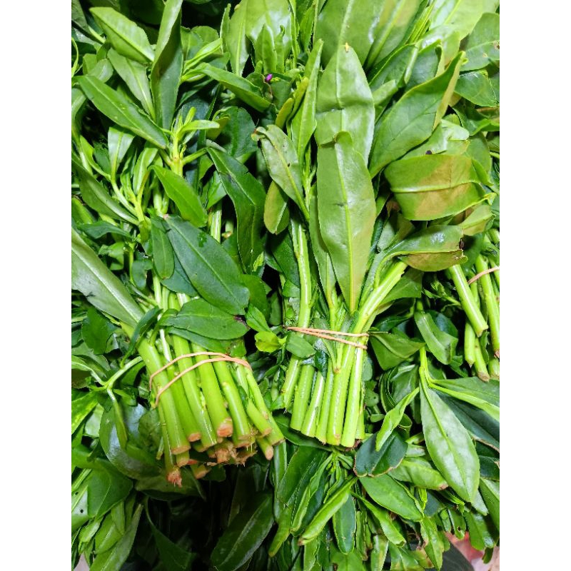 

daun gingseng segar 500gr