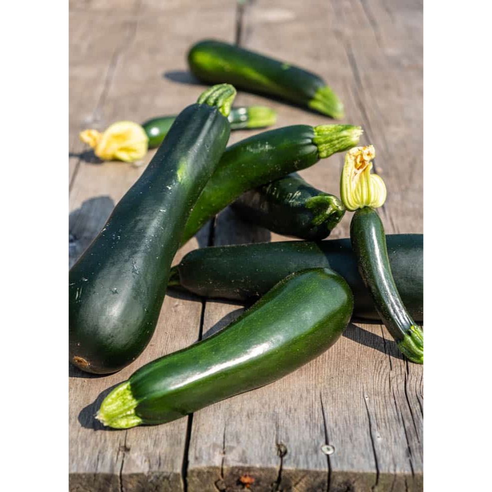 

Sayuran Segar | Zucchini / Zukini