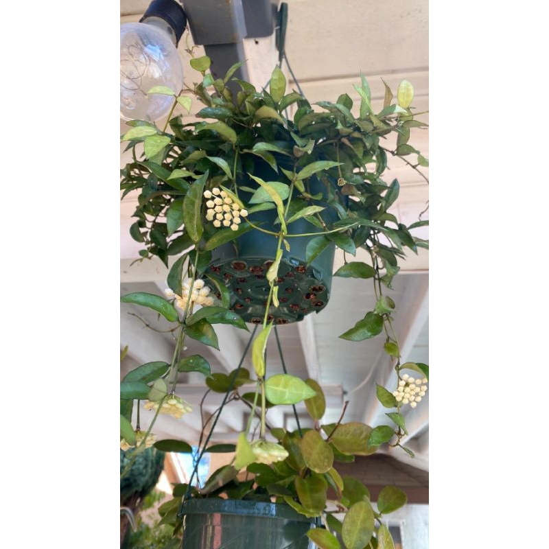 Paket isi 2 bibit tanaman hias bunga hoya lacunosa Tanaman gantung