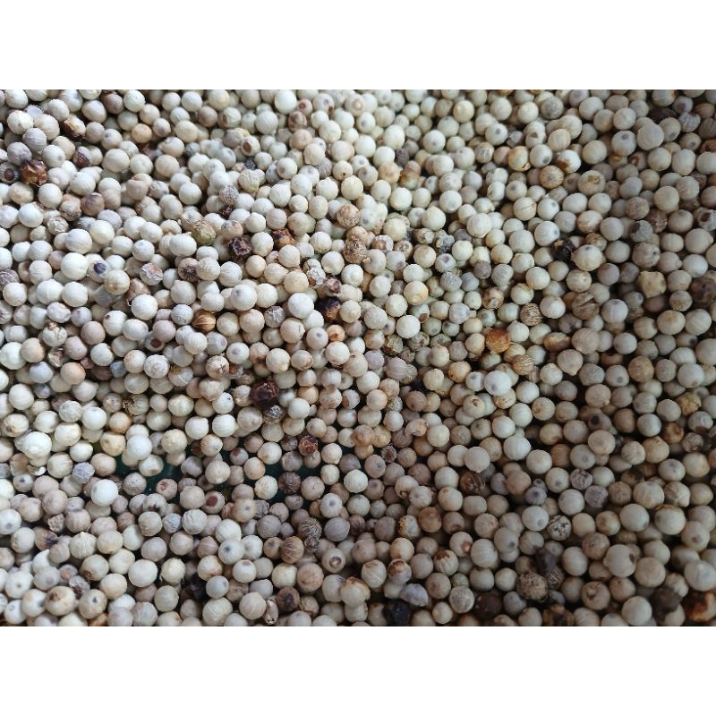 

lada putih asli bangka