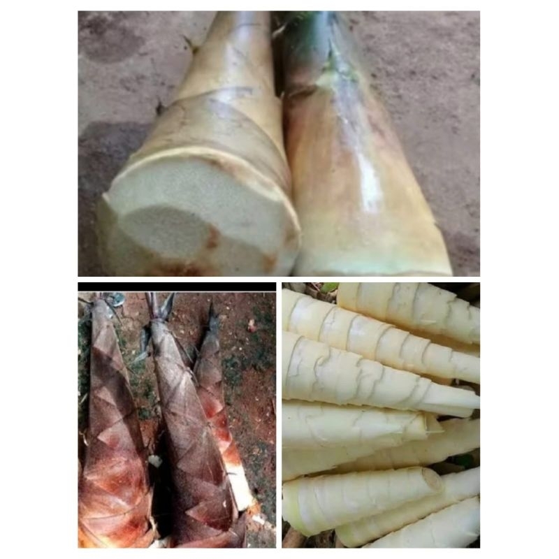 

rebung muda bambu petung /1kg