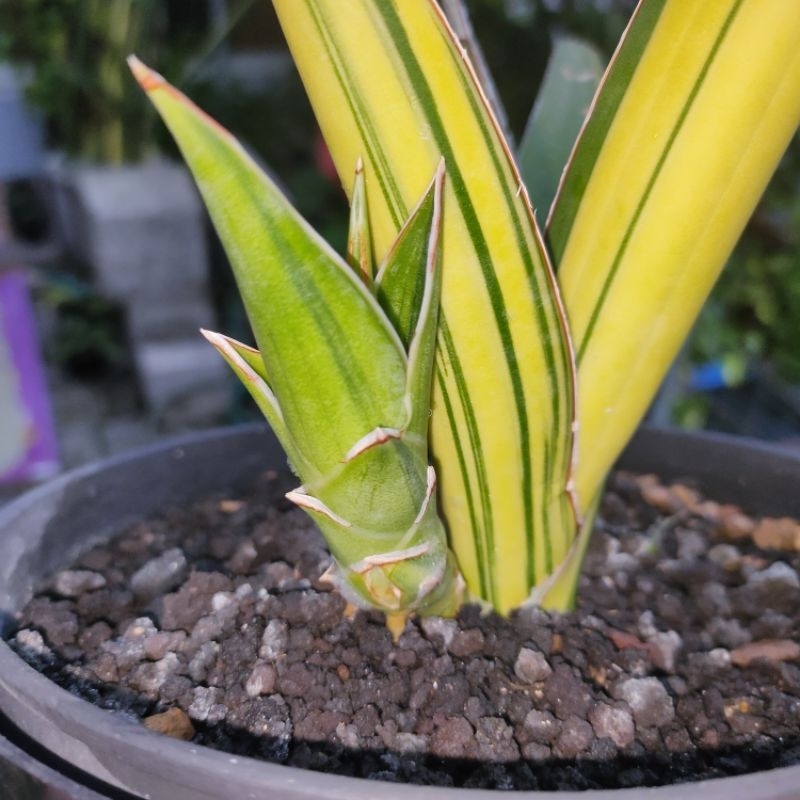 sansevieria hybrid pinguicula x doris pfennig varigata
