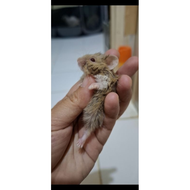 HAMSTER CAMPBEL JINAK