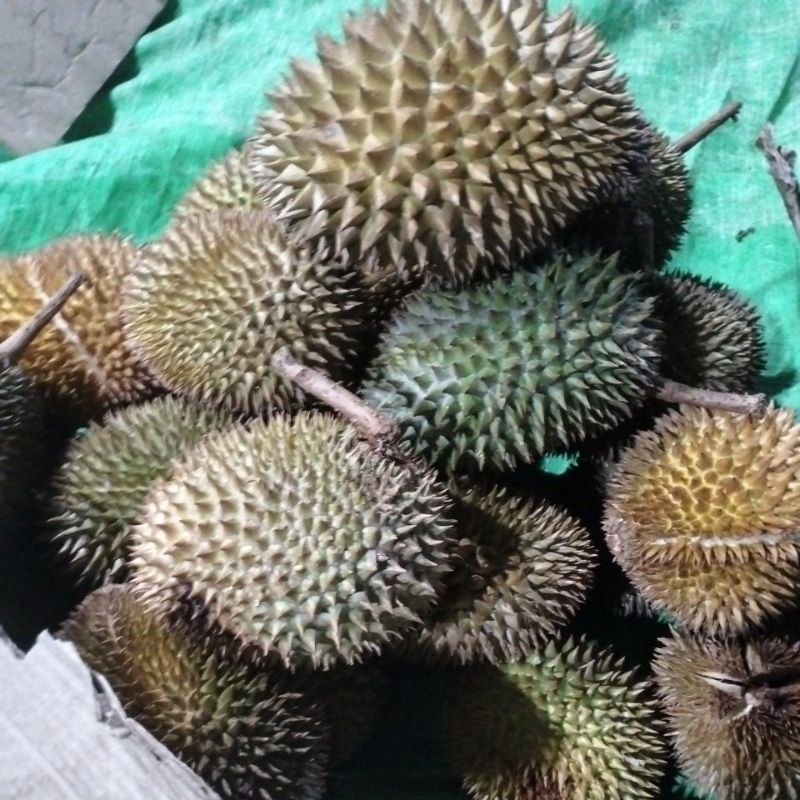 

Durian fresh perbiji