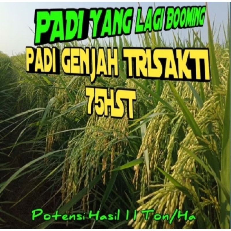 BENIH BIBIT PADI GENJAH TRISAKTI KEMASAN 1KG