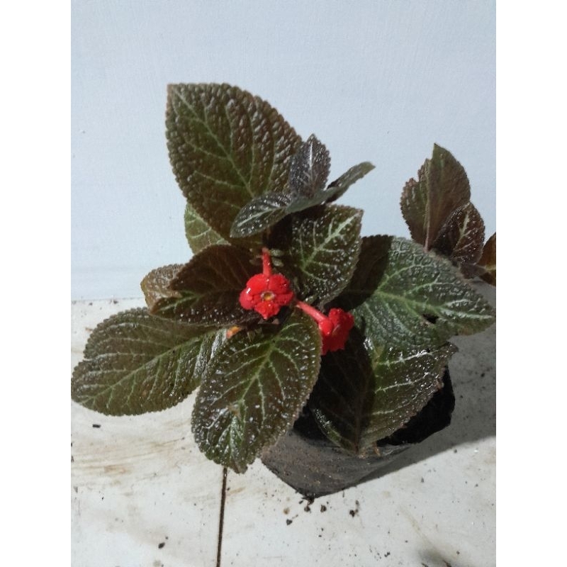 episcia cupreata rimbun