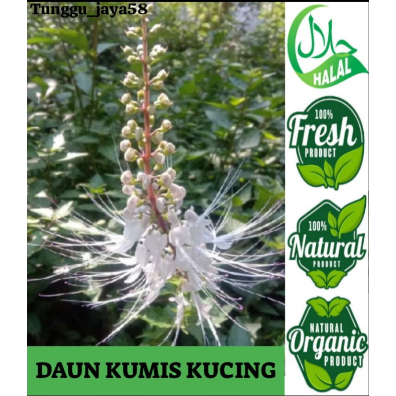 

100 GRAM DAUN KUMIS KUCING ORGANIK herbal penghancur batu ginjal