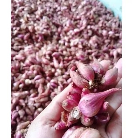 

bawang merah kecil-sedang 1kg
