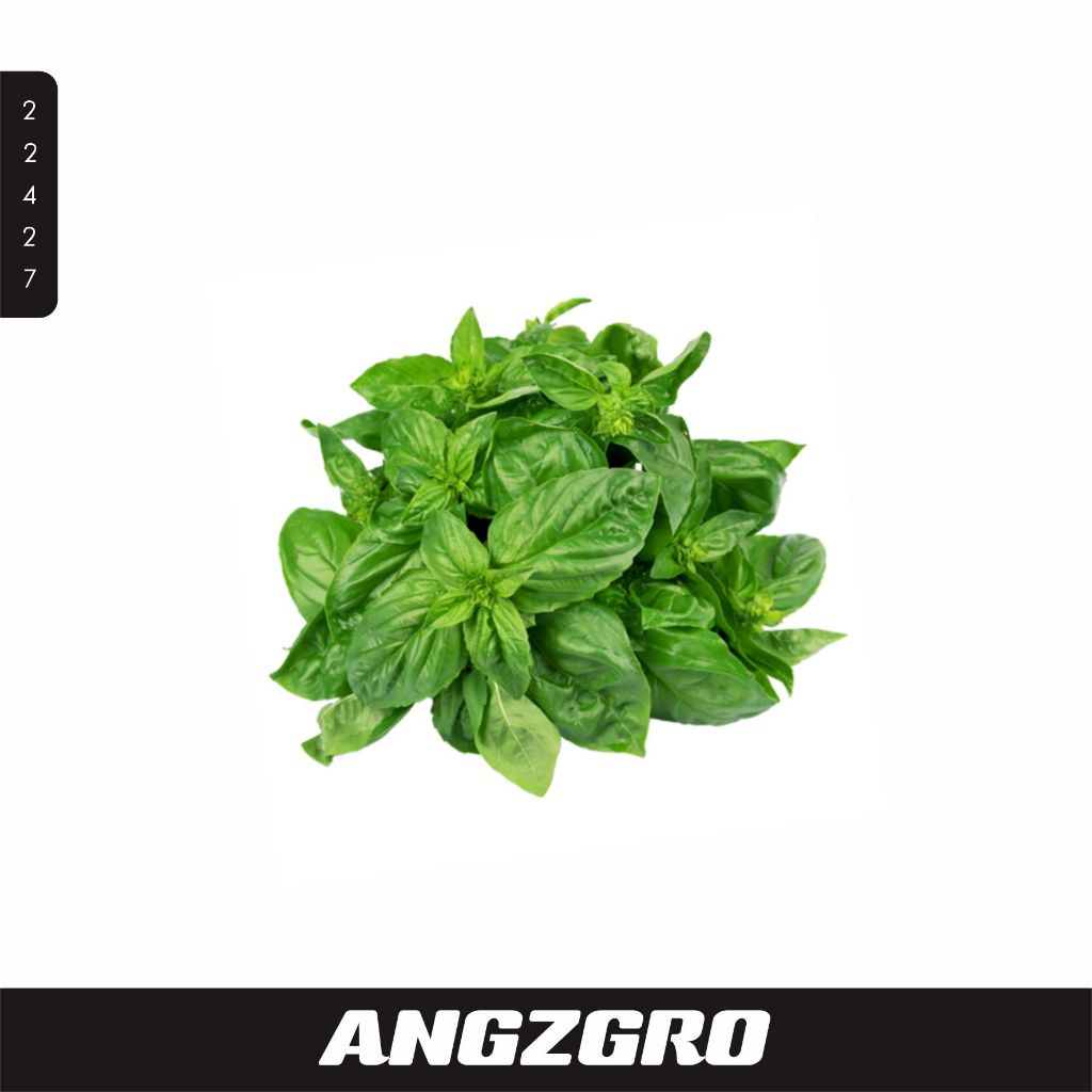 

Daun Basil 100 gr