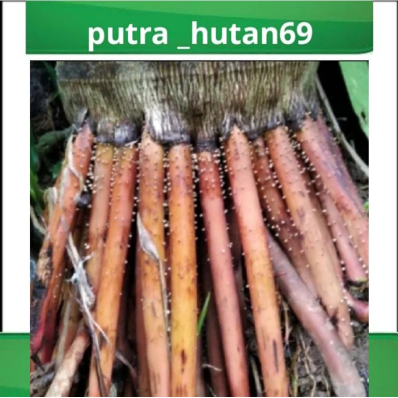 

AKAR PINANG 1 KG FRESH SEGAR ORGANIK BISA COD COD