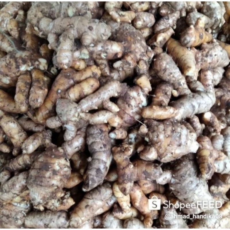 

Kunyit Putih Segar 1KG Herbal