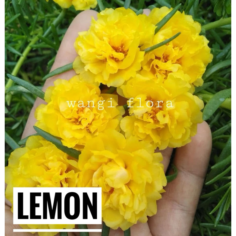 Bunga krokot  Import Lemon