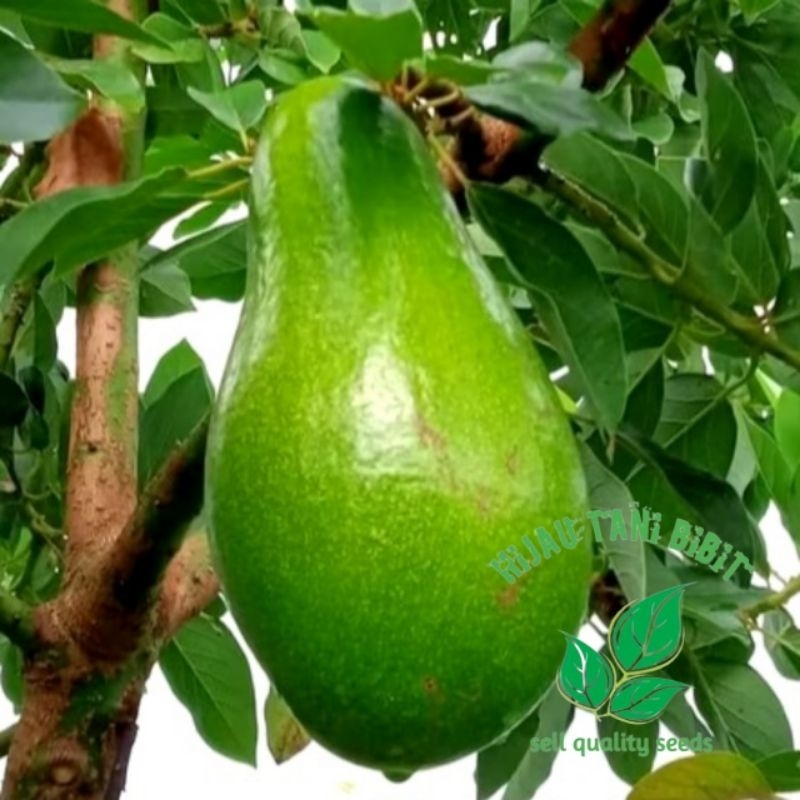 Bibit Alpukat Lilin Singkawang Asli Okulasi Cepat Berbuah