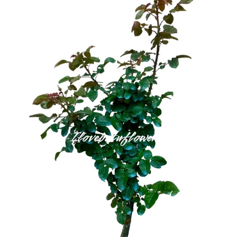 Bunga Mawar Dongkelan Import Batang Besar