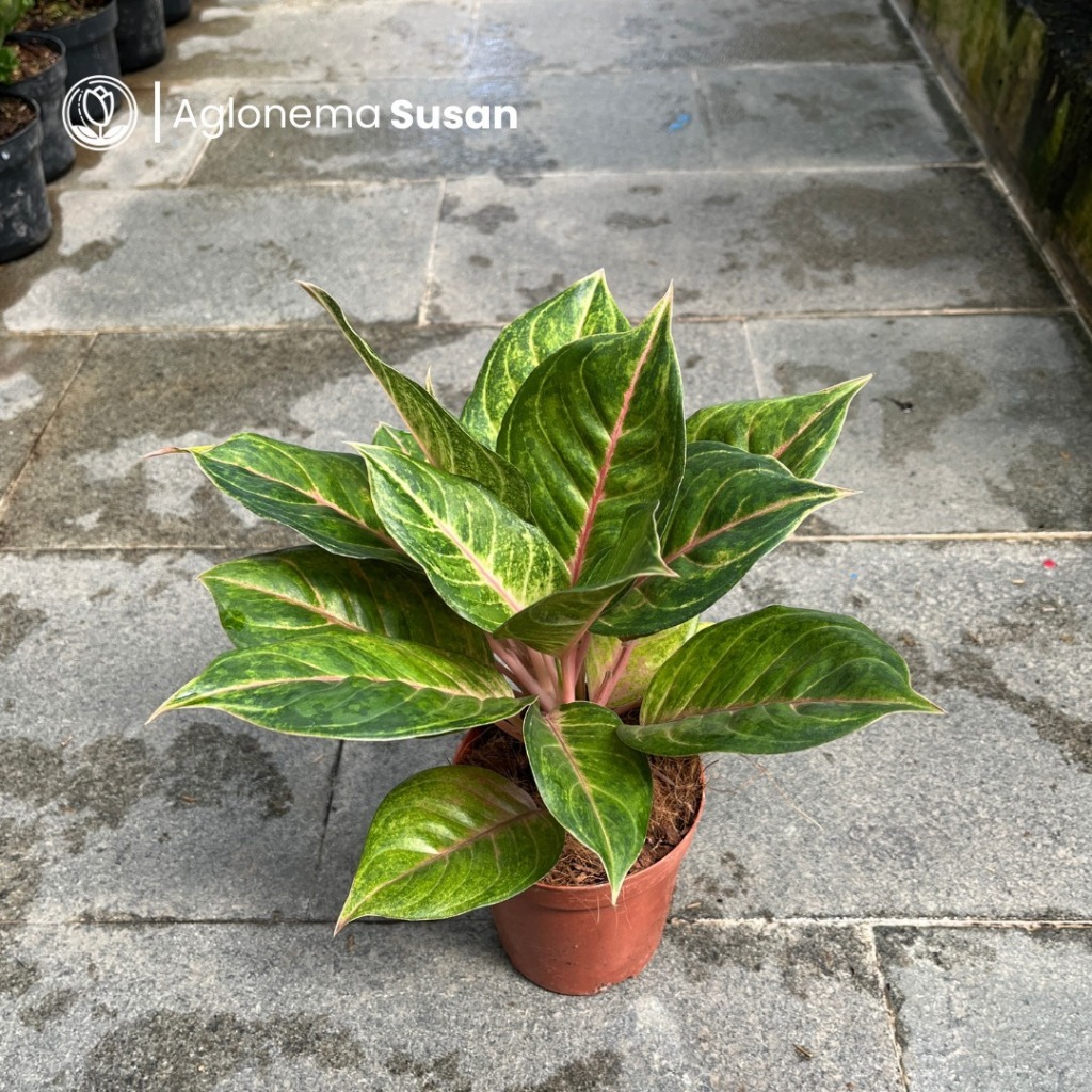 Aglonema Susan Tanaman Hias