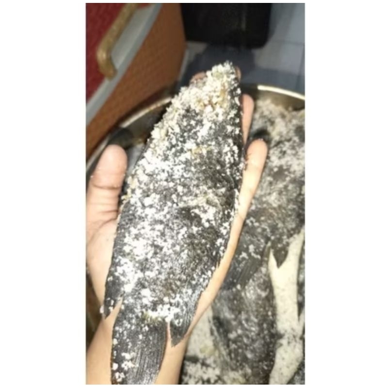 

WADI PAPUYU 1KG