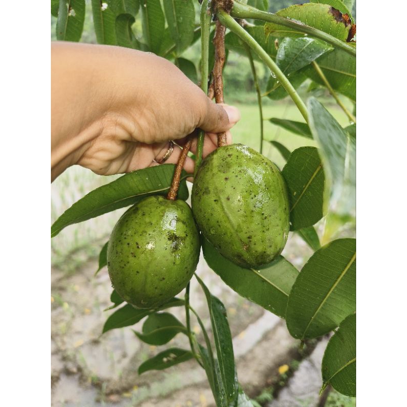 

buah kedondong segar