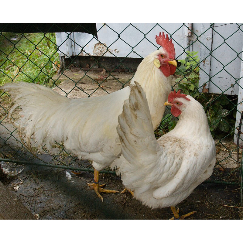 

TELUR FERTIL AYAM WHITELEGHORN PETELUR TANGGUH