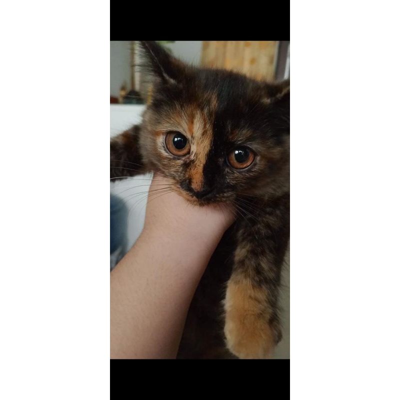 scottish straight betina non ped. dilepas murah aja karena tinggal 1