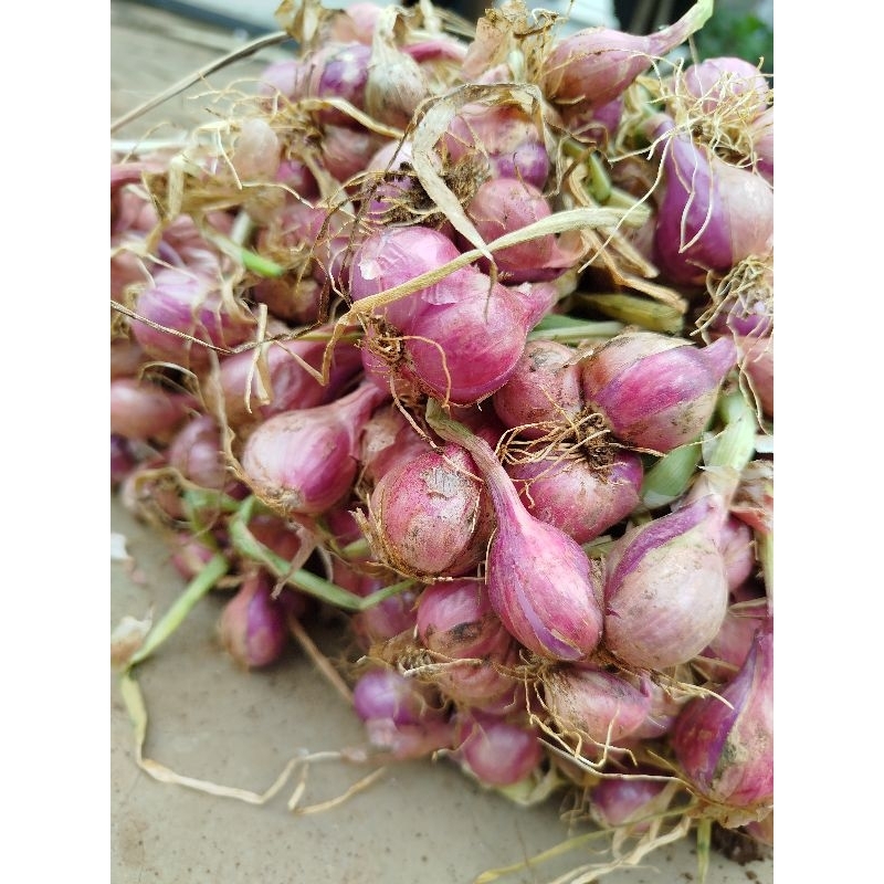 

BAWANG MERAH SEGAR DAN BESAR NGRAMBE NGAWI