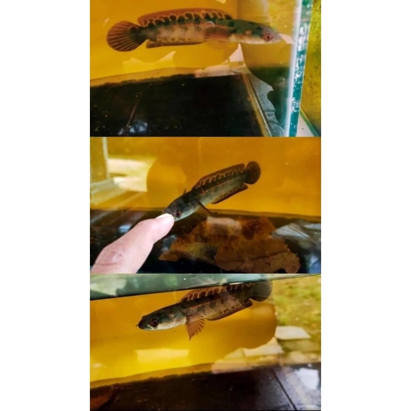 Red Barito Progres size 14,15cm