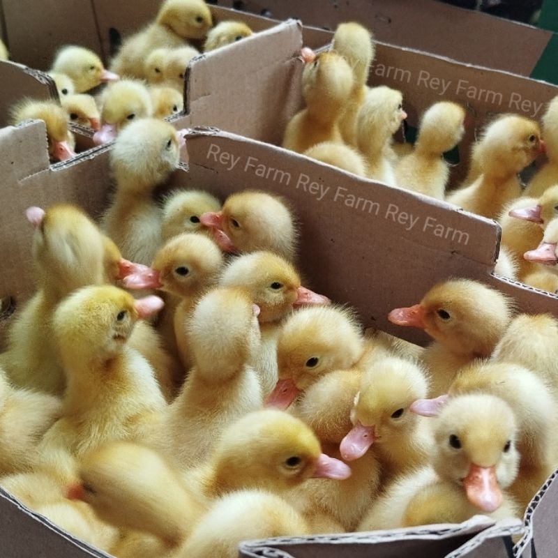 Dod Bebek Hibrida/ Bebek Peking/ Anak Bebek Hibrida/ Bebek Pedaging