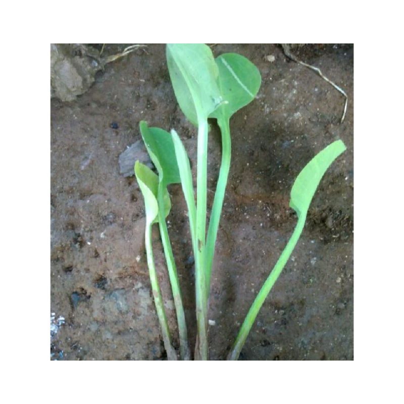 bibit tanaman sayur genjer/ gendot eceng sayur siap tanam