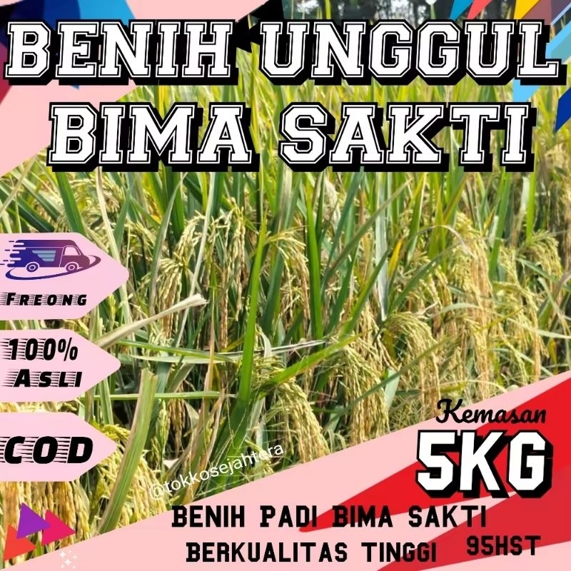 BENIH PADI TERBARU BIMA SAKTI KEMASAN 5KG