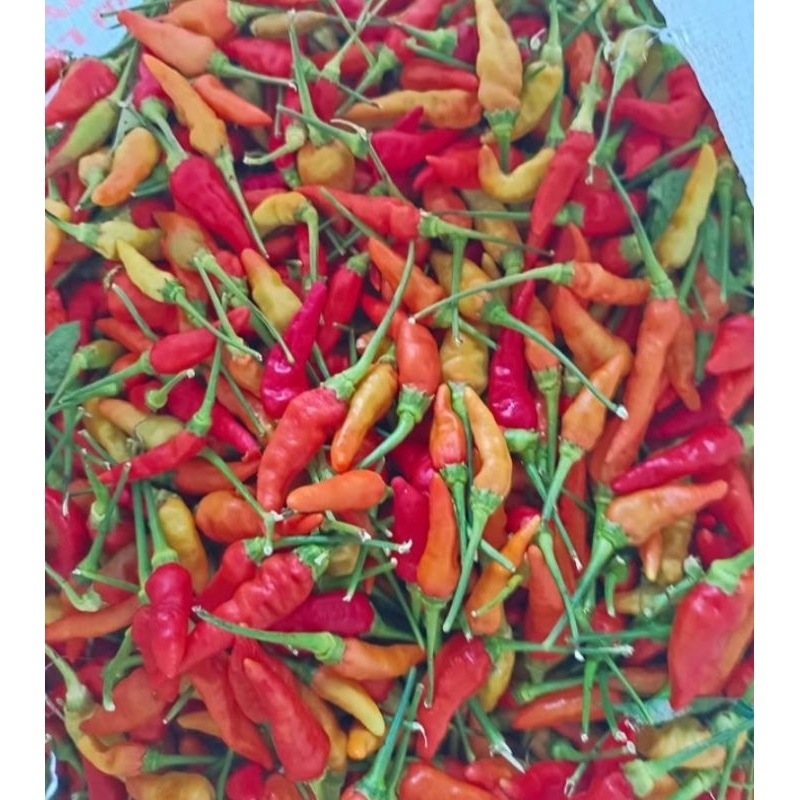 

Cabe Rawit Merah pedas 1kg